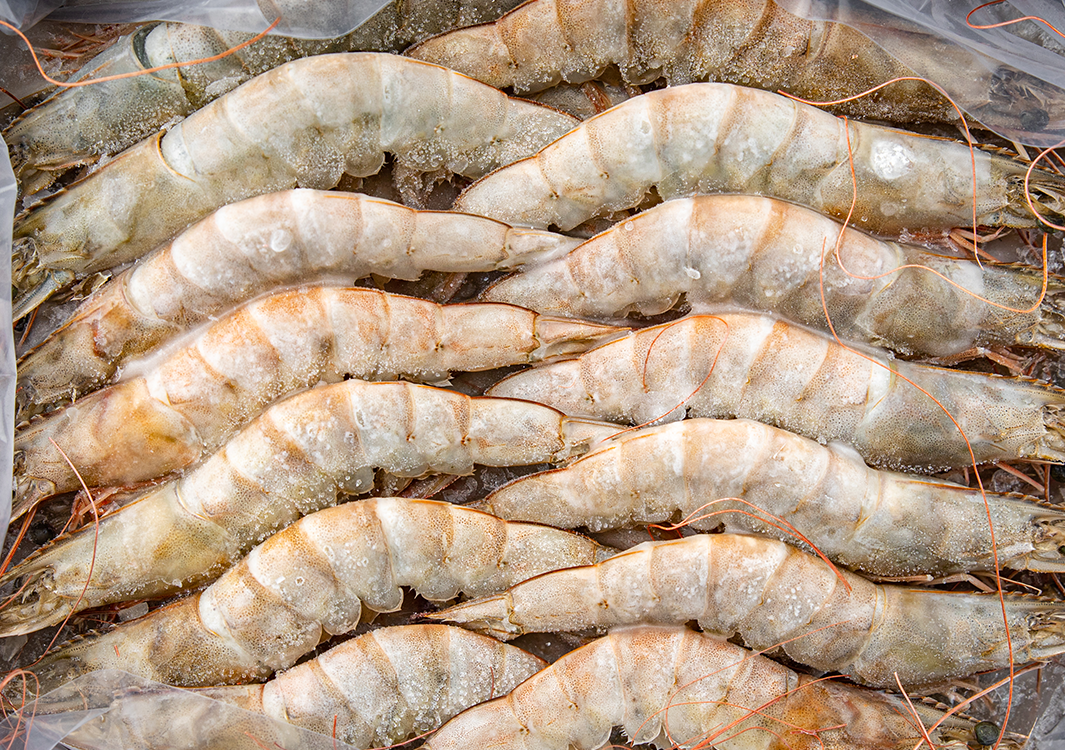 31/40 IQF RAW P&D PRAWNS